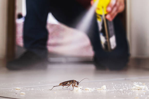 Best Spider Control Near Me  in Hillsville, VA