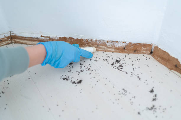 Best Mosquito Control Services  in Hillsville, VA